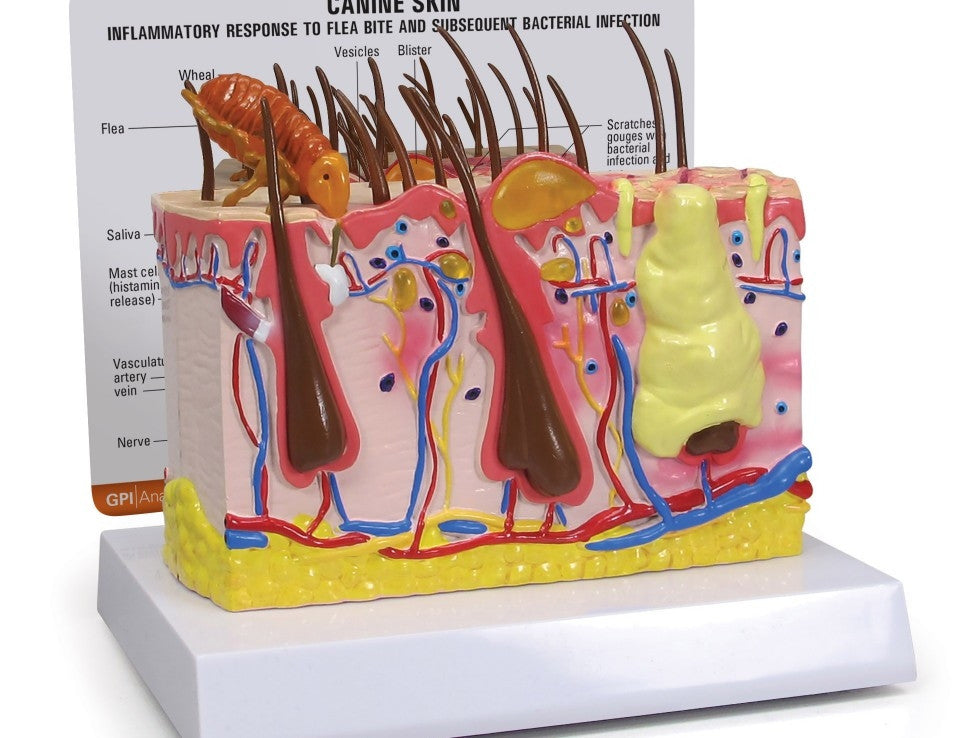 Canine Skin Model with Flea Bite