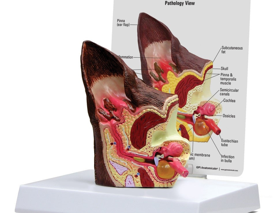 Canine Ear Model - Normal/Infected (9200)