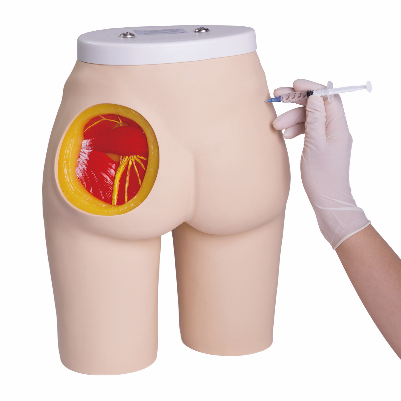 Buttock Injection Model (With Muscles)
