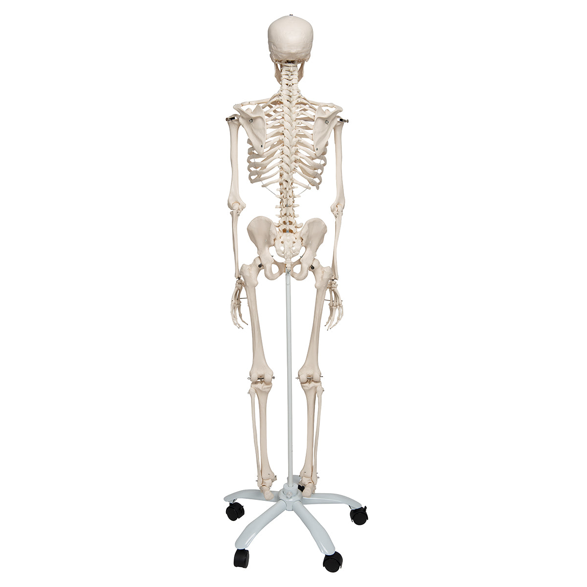 Stan Skeleton Model