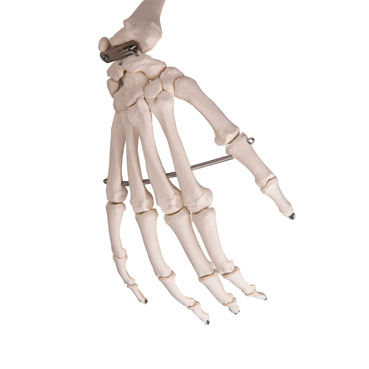 Stan Skeleton Model