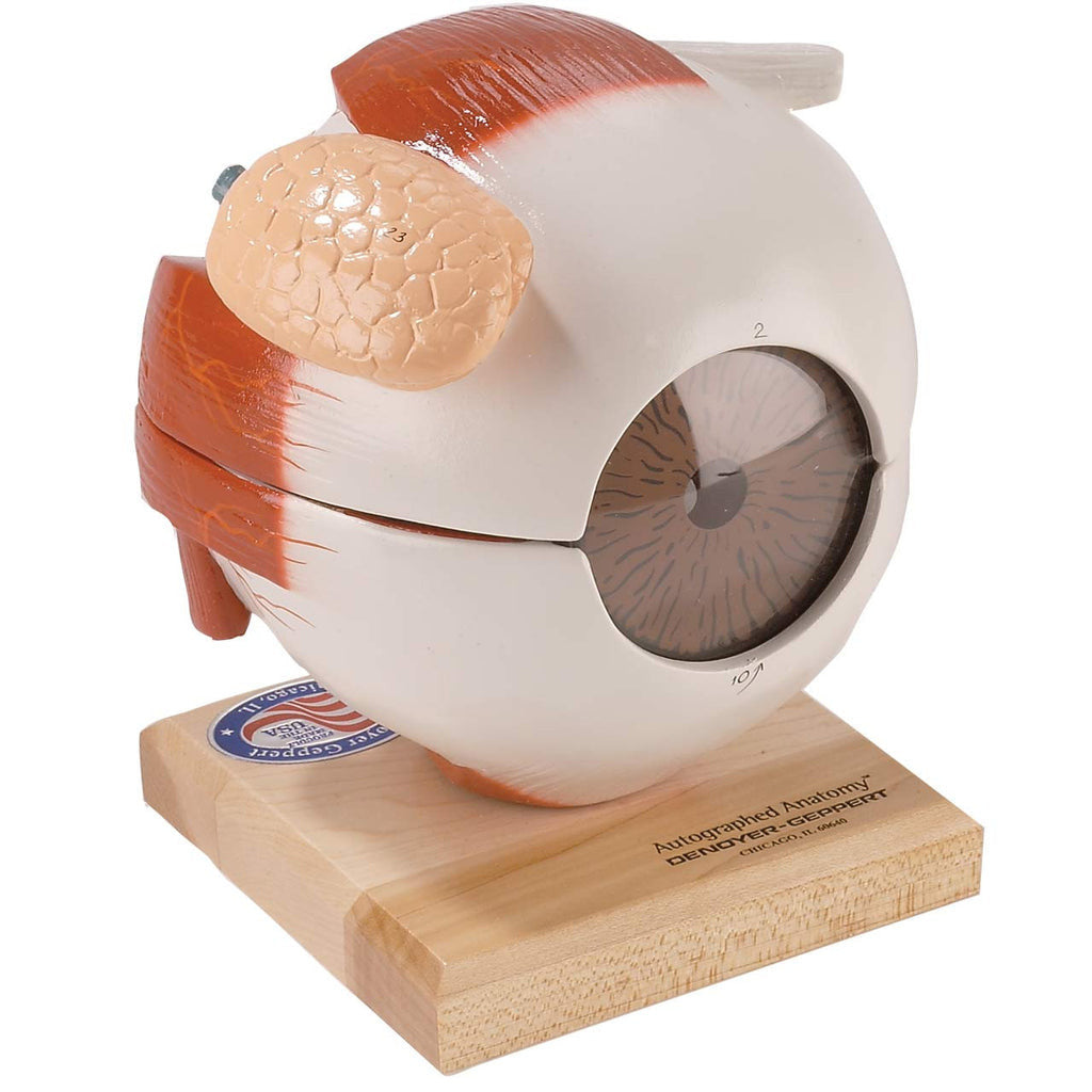 Giant Eye Model with Functional Lens (6 times life size)