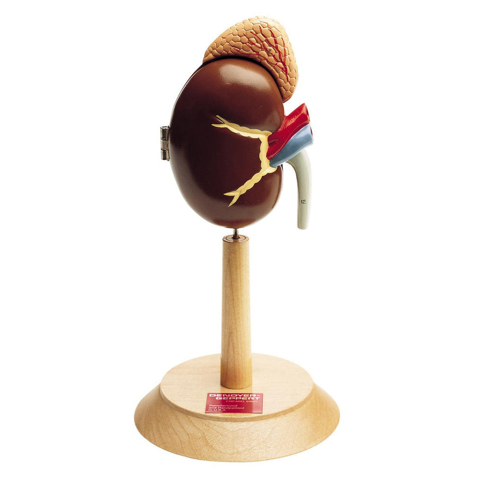Right Kidney & Adrenal Gland Model