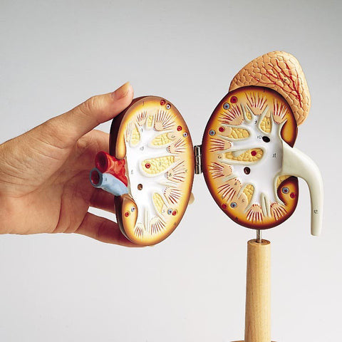 Right Kidney & Adrenal Gland Model