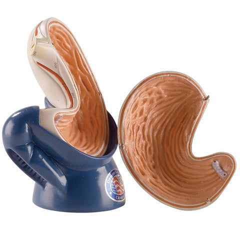 Stomach Model (Life Size, 2 part)