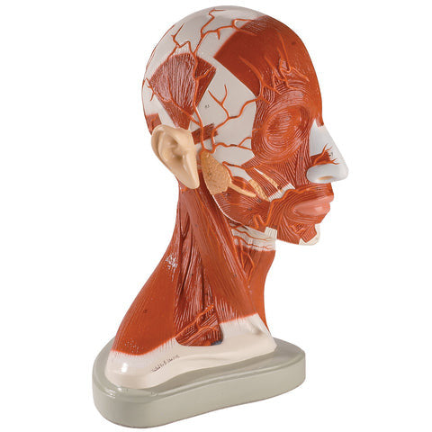 Right Half Head & Neck Model
