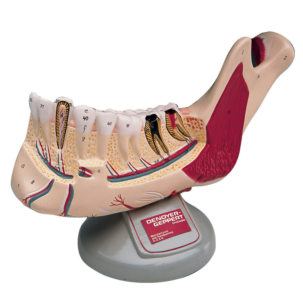 Mandible Model (Young Adult)