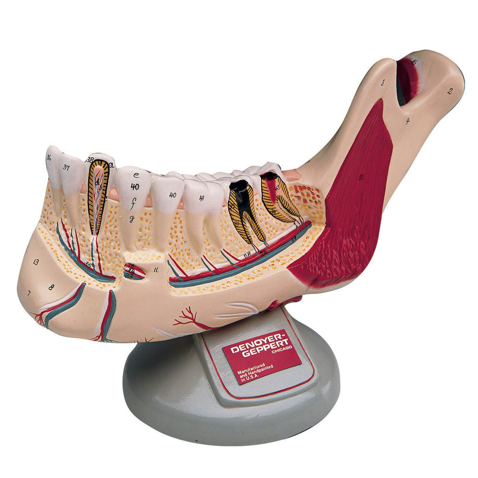 Mandible Model (Young Adult)