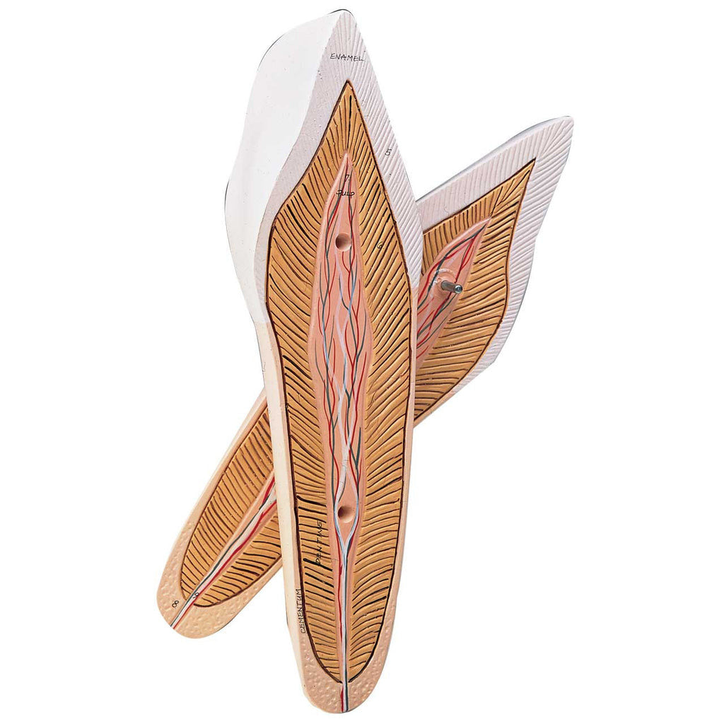 Lateral Incisor Tooth Model