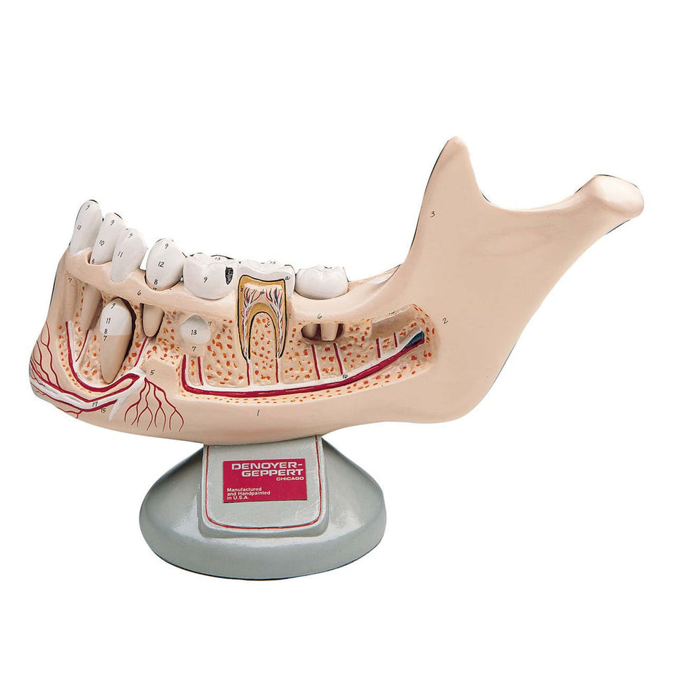 Lower Jaw Model (Preadolescent)