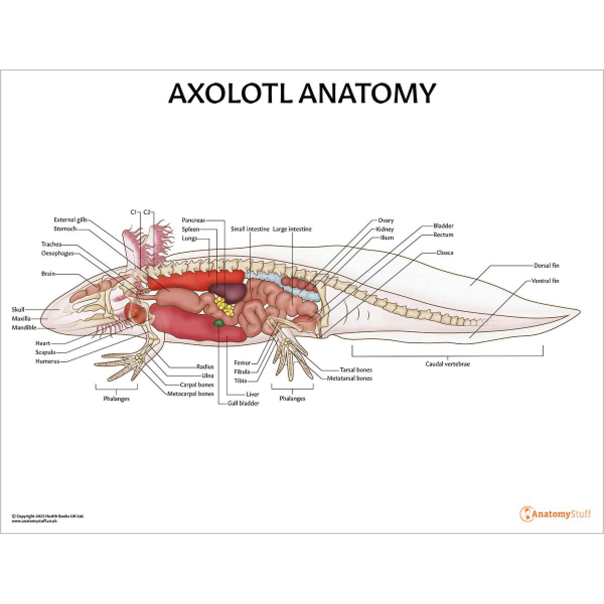 Exotic Pet Anatomy 5 Chart Collection