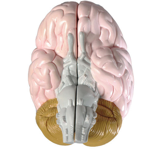 Brain Model (Life Size, 2 part)