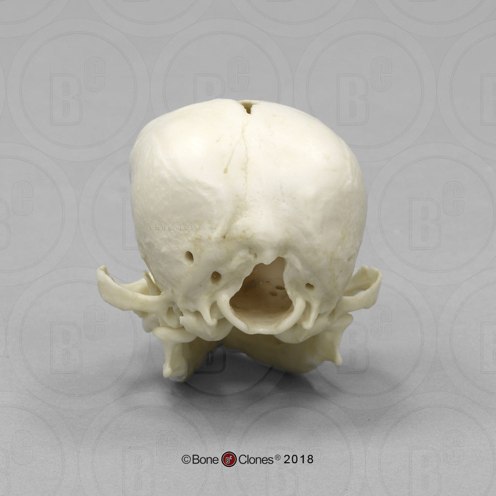 Bone Clones Canine Skulls