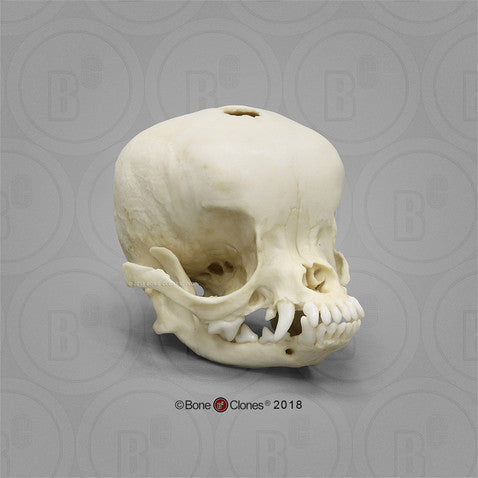 Bone Clones Canine Skulls