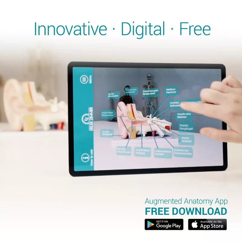 Lung Model (With Augmented Anatomy App)