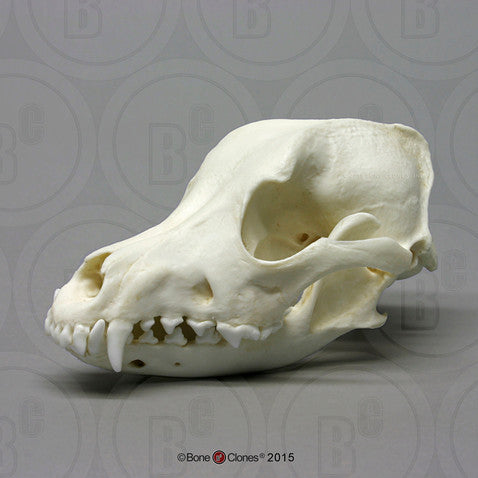 Bone Clones Canine Skulls