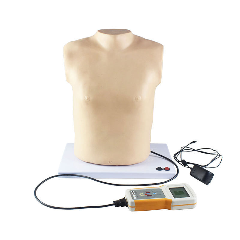 Abdominal Cardiopulmonary Palpation Auscultation Manikin