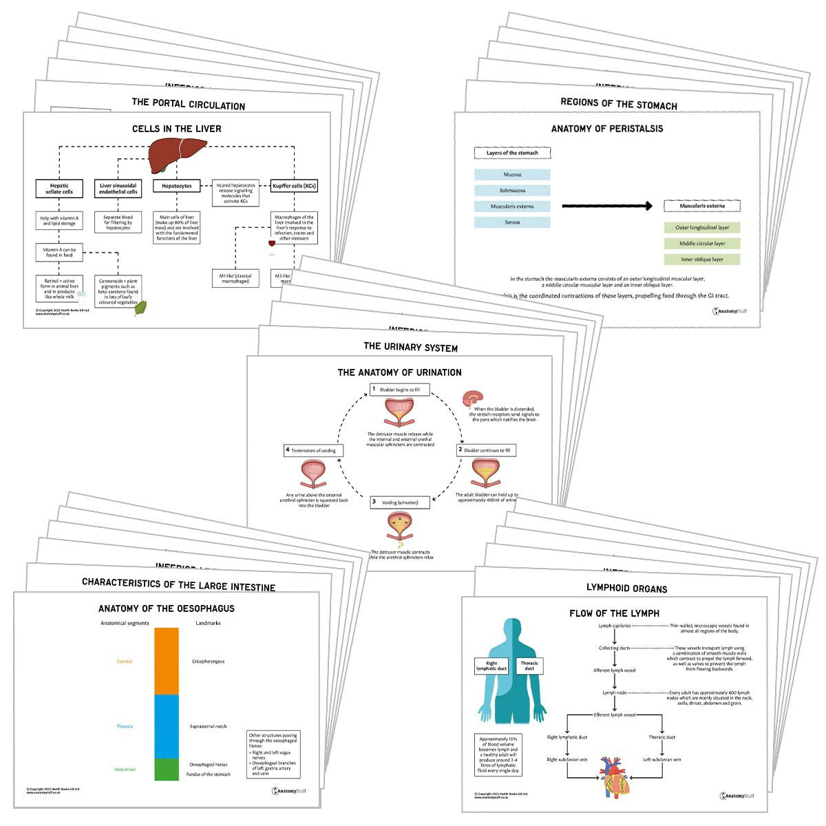 Abdomen Anatomy Revision Pack (Interactive & Printable PDFs)