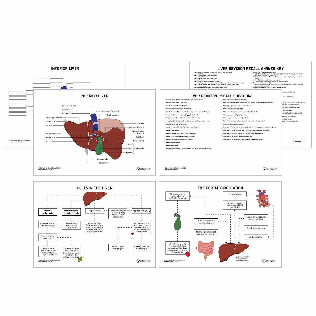 Abdomen Anatomy Revision Pack (Interactive & Printable PDFs)