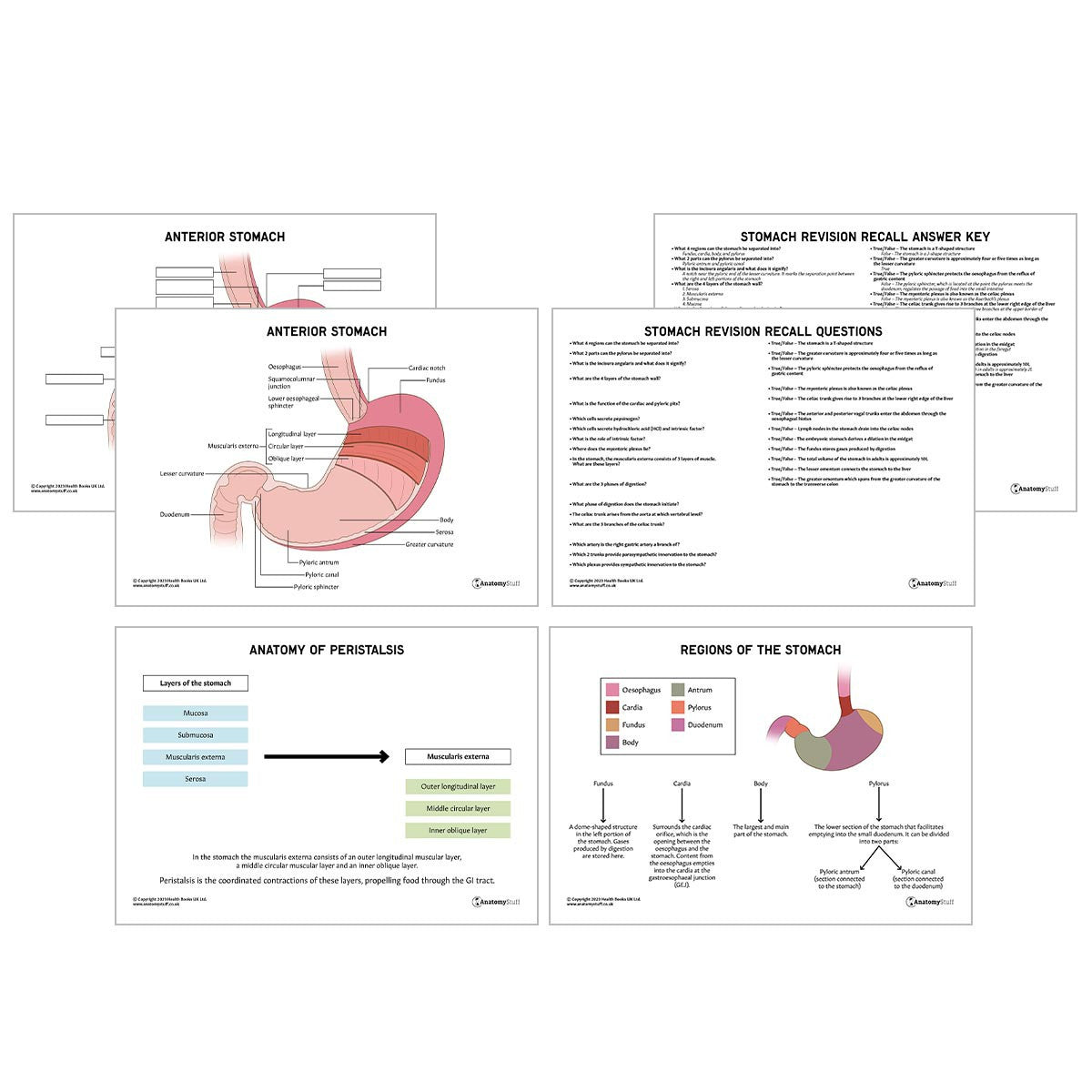Abdomen Anatomy Revision Pack (Interactive & Printable PDFs)