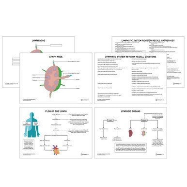 Abdomen Anatomy Revision Pack (Interactive & Printable PDFs)