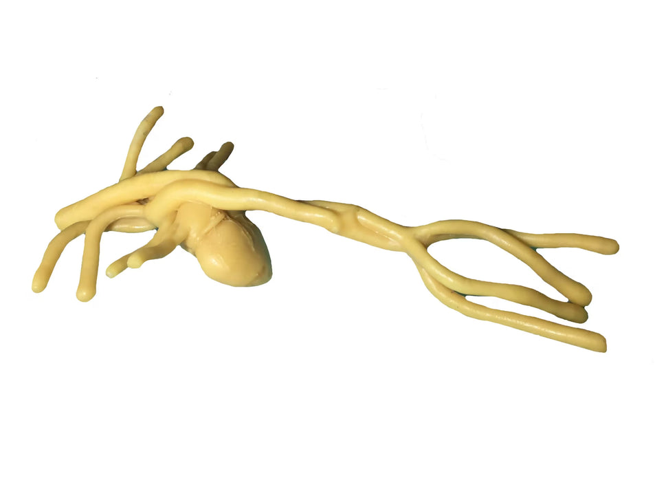 Adult Heart Phantom for X-Ray CT, US, MRI