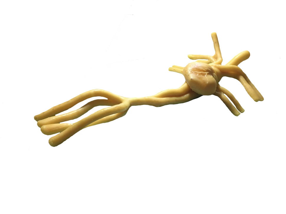 Adult Heart Phantom for X-Ray CT, US, MRI