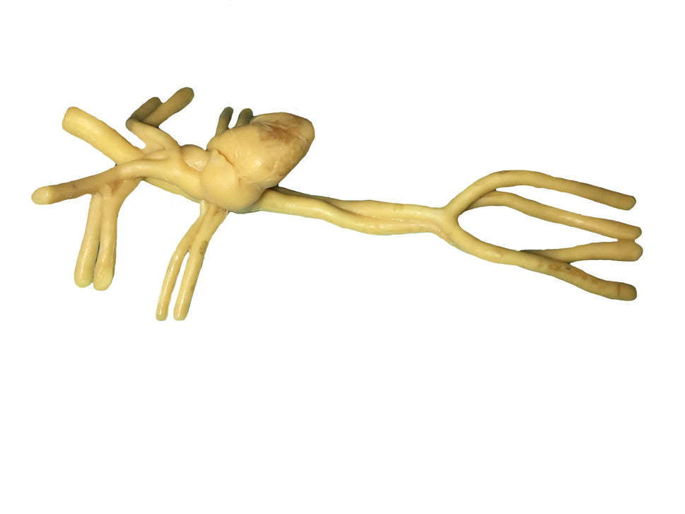 Adult Heart Phantom for X-Ray CT, US, MRI