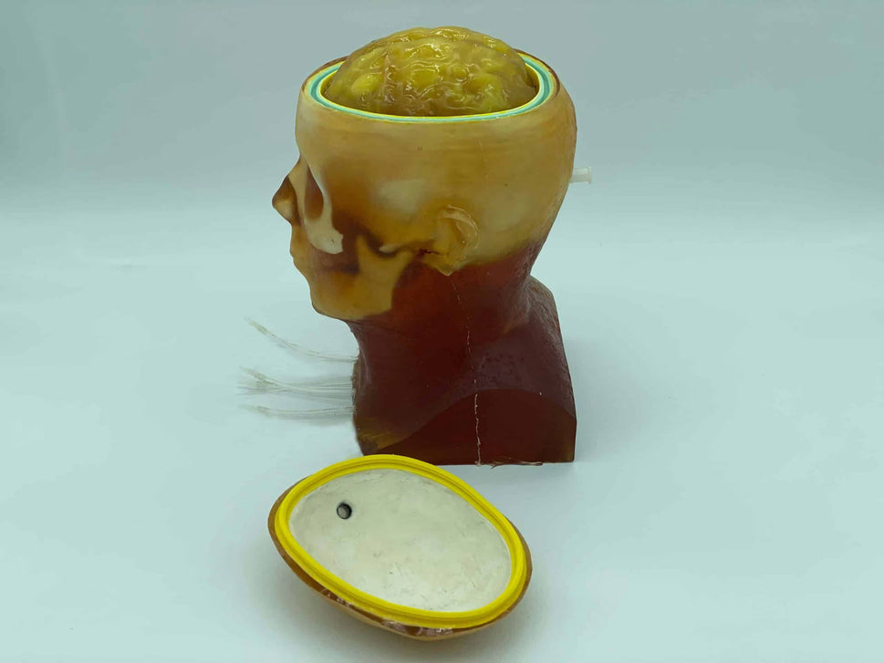 Adult Head Phantom (Dynamic, Advanced) for X-Ray CT, US, MRI