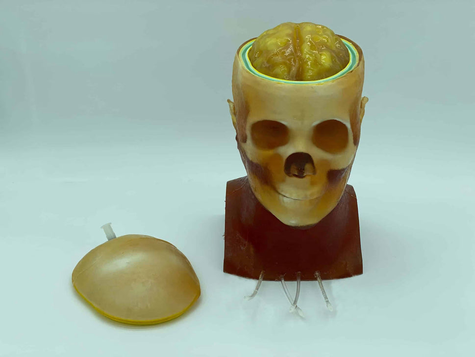 Adult Head Phantom (Dynamic, Advanced) for X-Ray CT, US, MRI