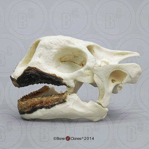 Bone Clones Turtle and Tortoise Skulls