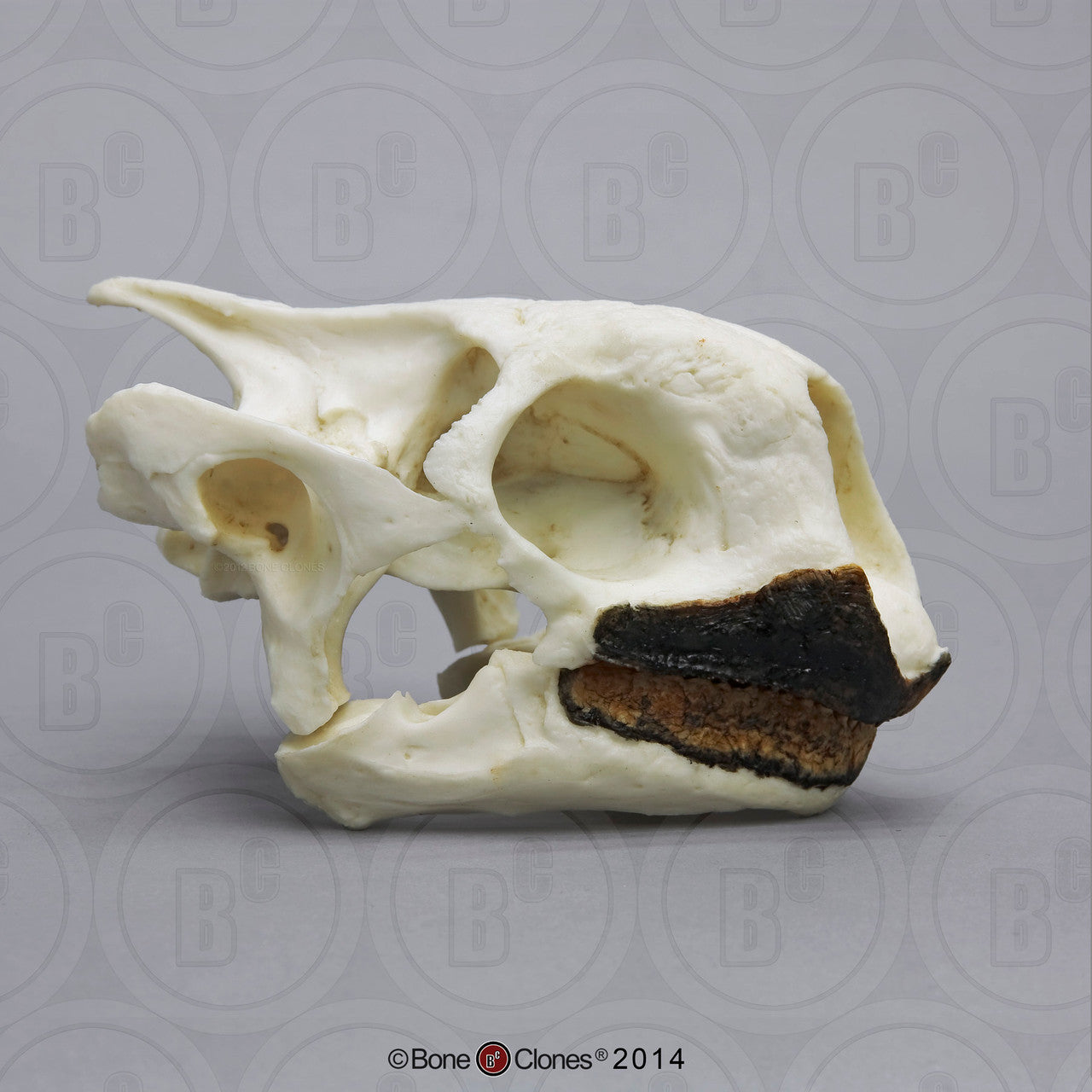 Bone Clones Turtle and Tortoise Skulls