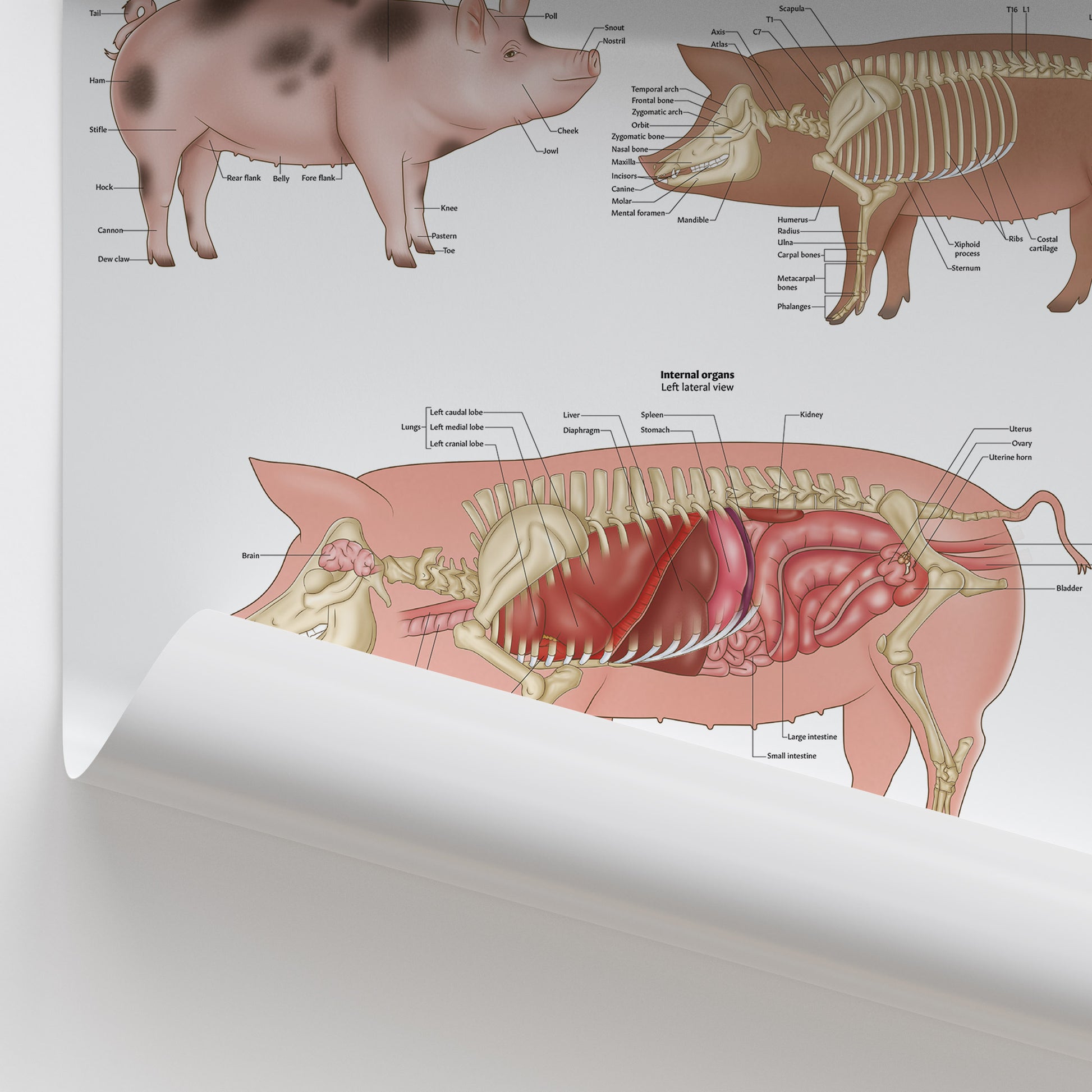 Pig Anatomy Chart / Poster