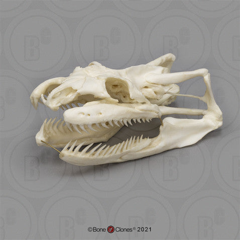 Bone Clones Reptile and Amphibian Skulls