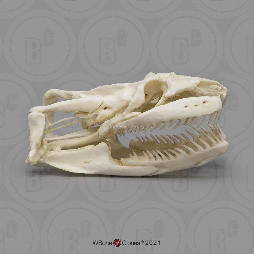 Bone Clones Reptile and Amphibian Skulls