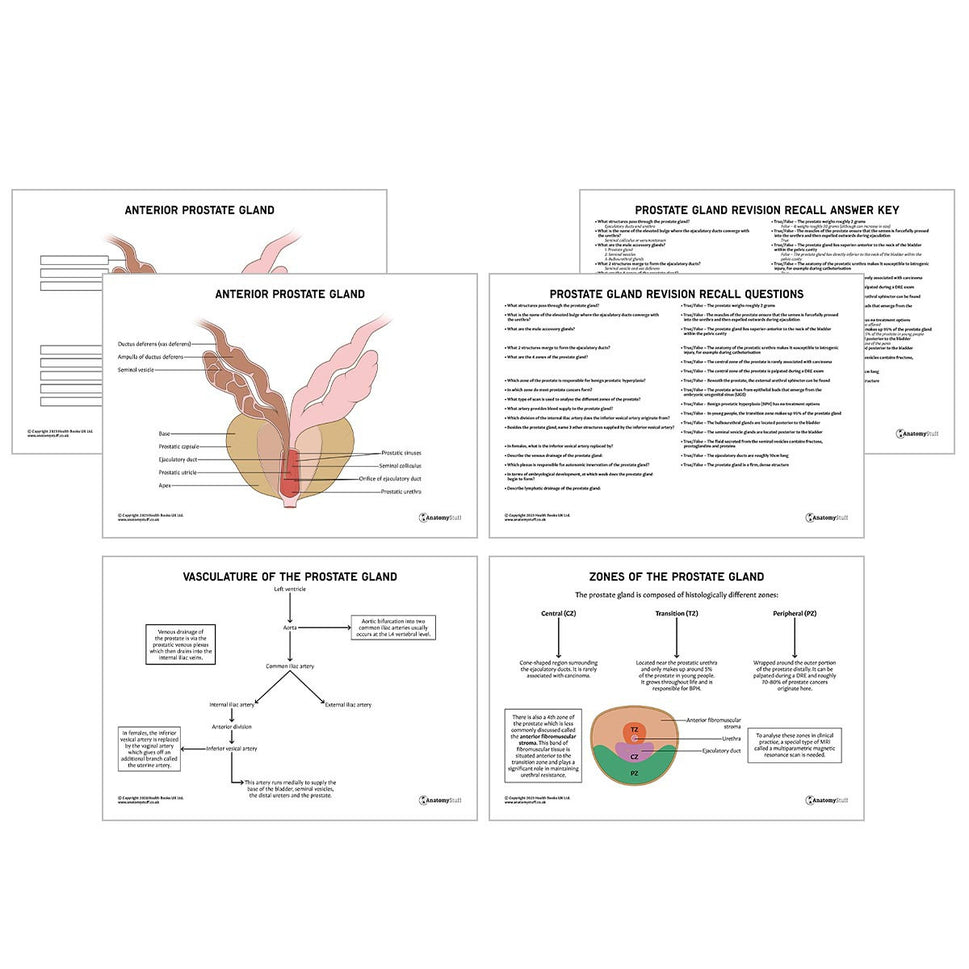 Prostate Gland Anatomy Revision Worksheets (Interactive & Printable PDFs)