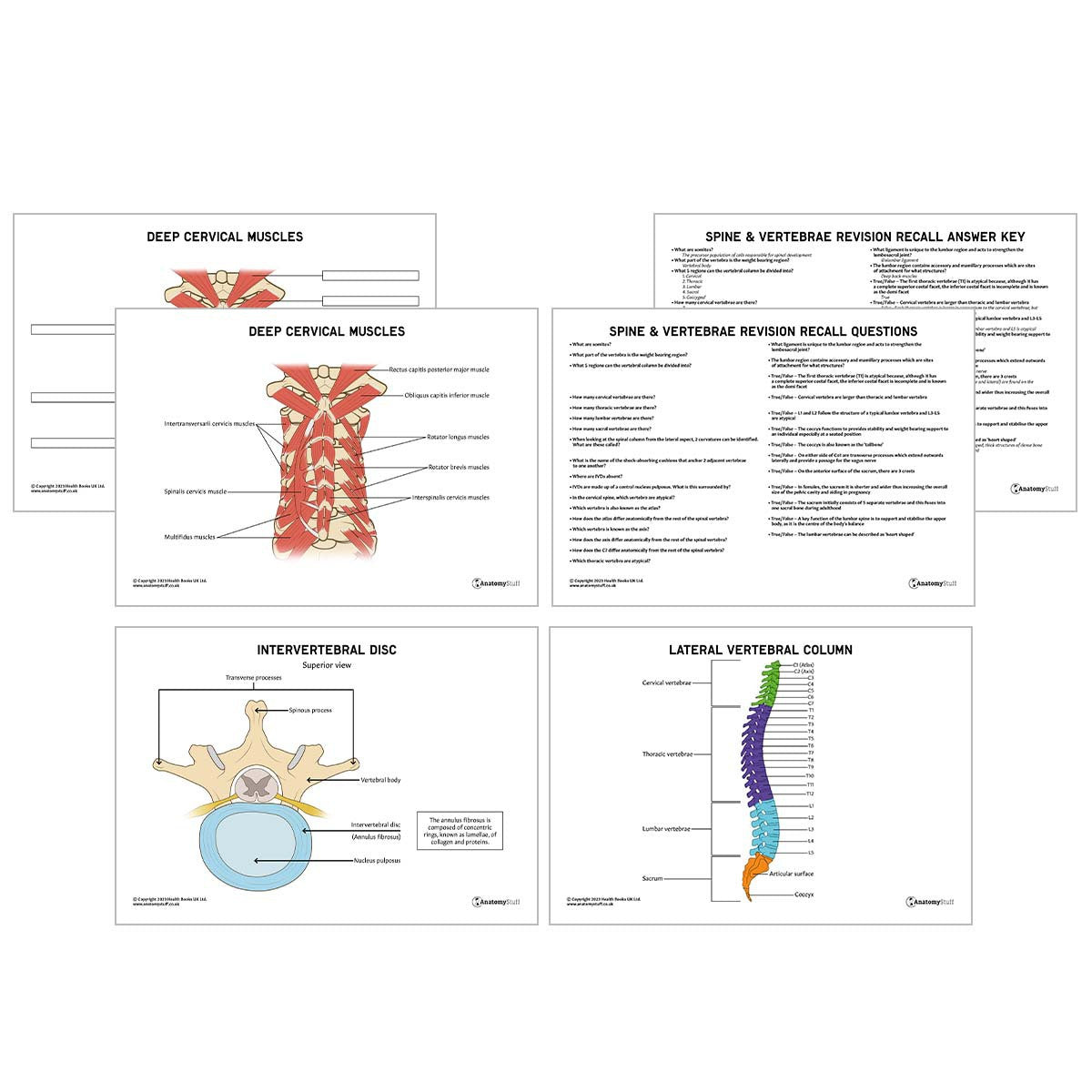 Spine & Vertebrae Anatomy Revision Worksheets (Interactive & Printable PDFs)
