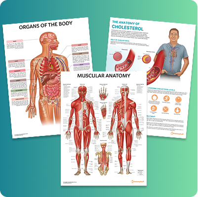 Anatomy Posters