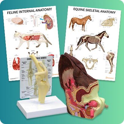 Animal Anatomy