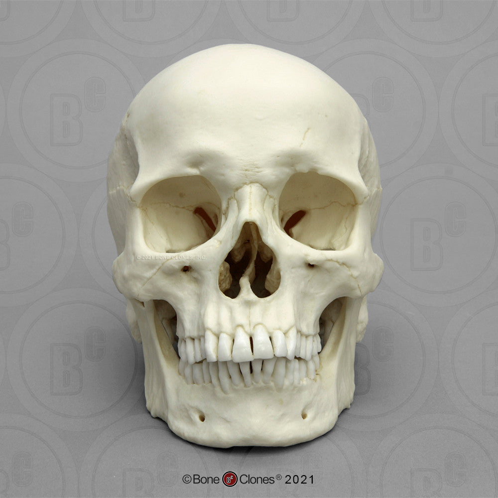 Bone Clones Anthropological Skulls