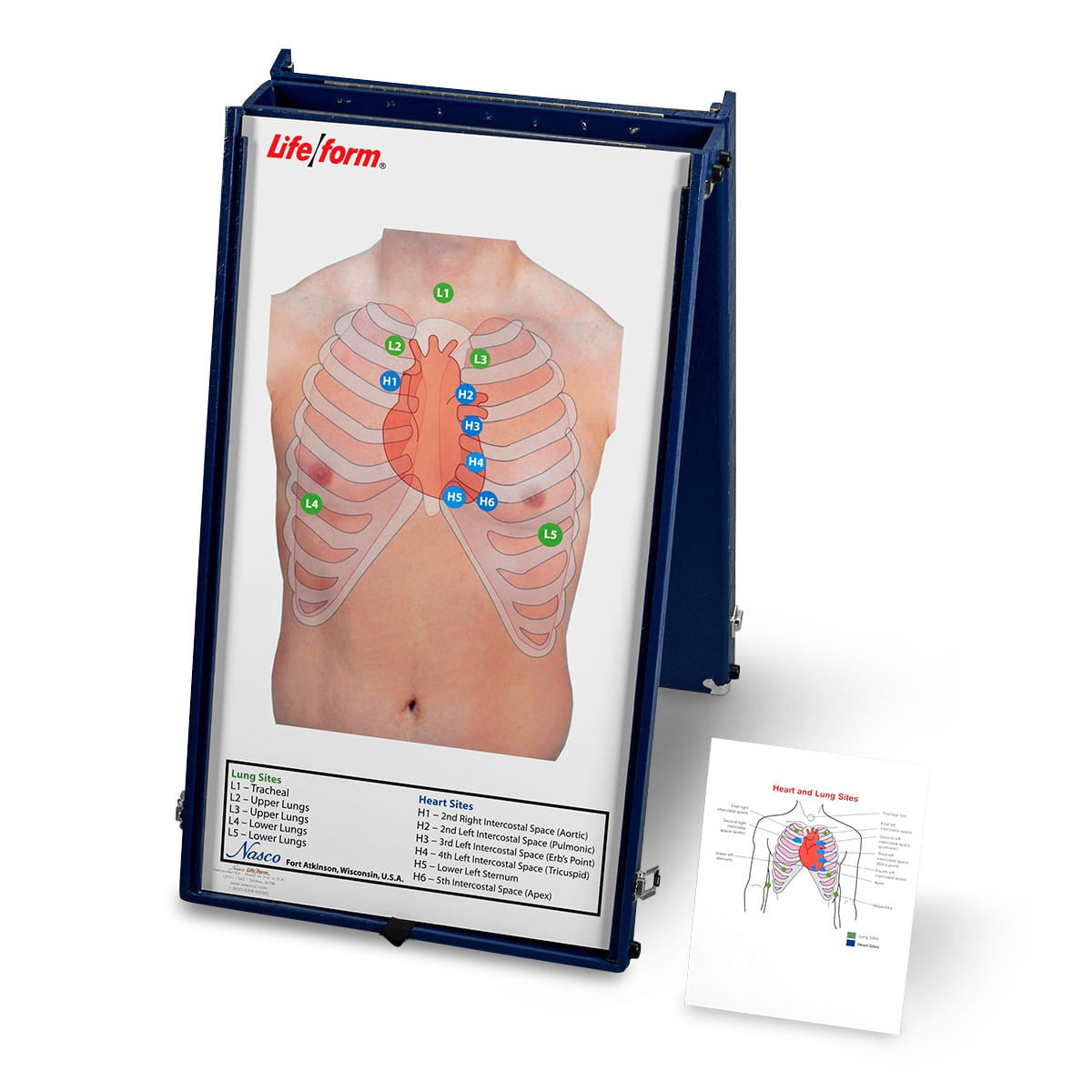 Auscultation Practice Board with Case