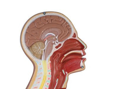 Head region of the NG & Tracheostomy Torso Model