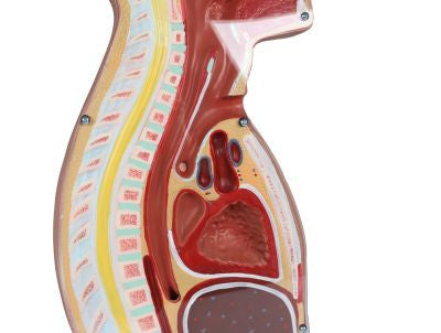 NG & Tracheostomy Torso Model