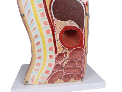 Abdominal region of the NG & Tracheostomy Torso Model