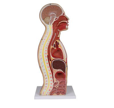 NG & Tracheostomy Torso Model