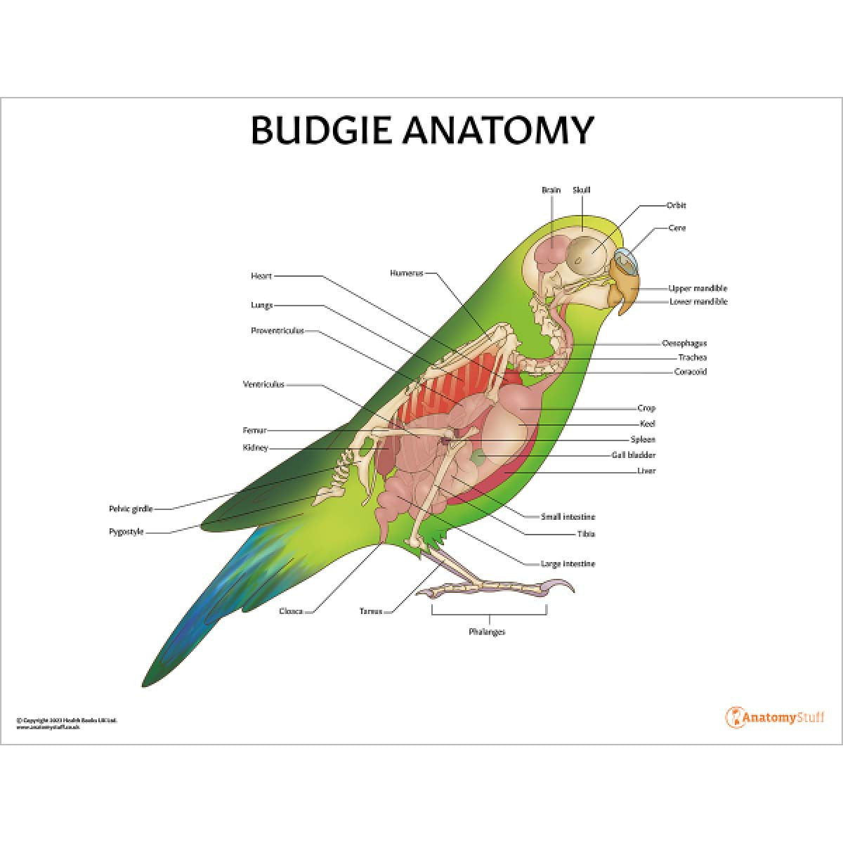 Exotic Pet Anatomy 5 Chart Collection