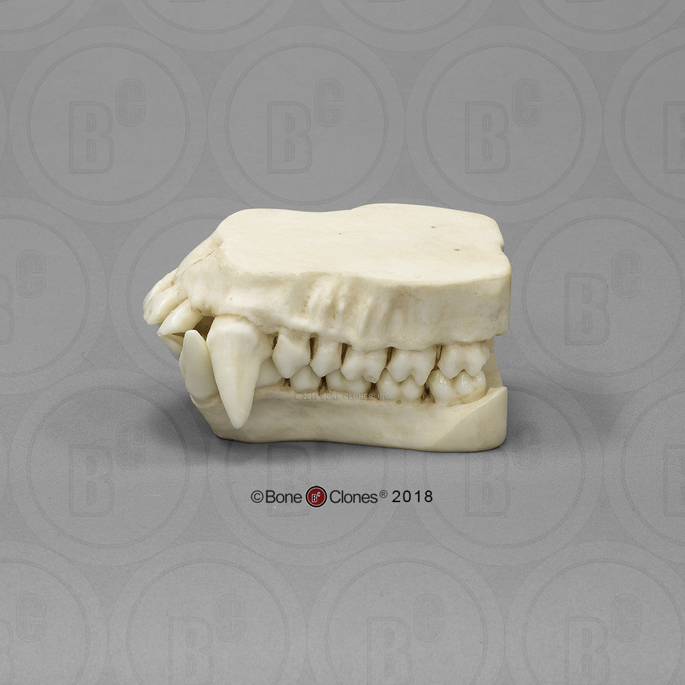 Bone Clones Great Ape Skulls