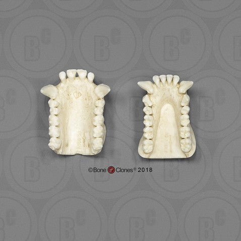 Bone Clones Great Ape Skulls