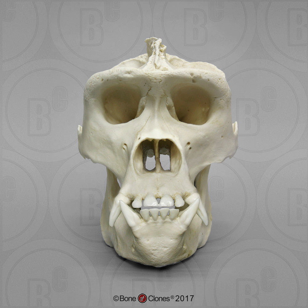 Bone Clones Great Ape Skulls