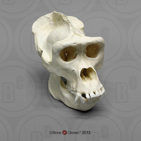 Bone Clones Great Ape Skulls